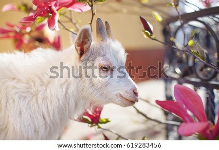 white goat, pink magnolia flowers on the background, spring sunny bright day, domestic animal close up, white goatling on spring background, smiling yeanling.