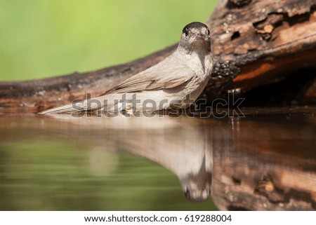 Small bird at a pond