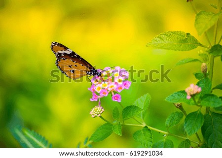 Beautiful Butterfly On Flower In The Park With Nature Background.