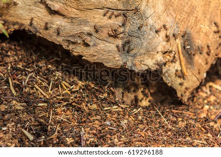 European red ants in a forest