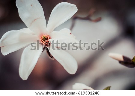 Background with spring magnolia flower