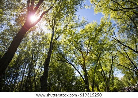 Green forest with sunlight