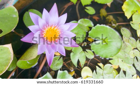 Purple lotus. view on top.