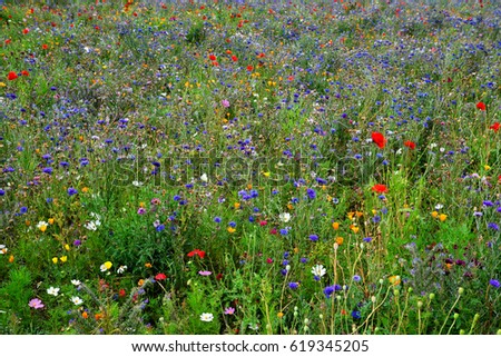 Wild flowers field Royalty-Free Stock Photo #619345205