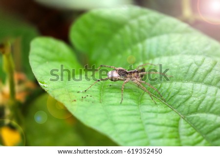Spider on a leaf.