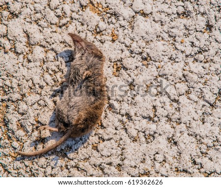 Closeup of the carcass of a dead mole laying on white asphalt on a sunny day