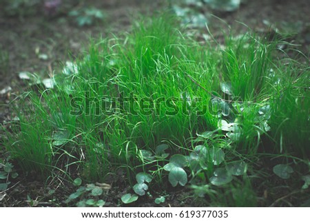 Spring background of the first green grass