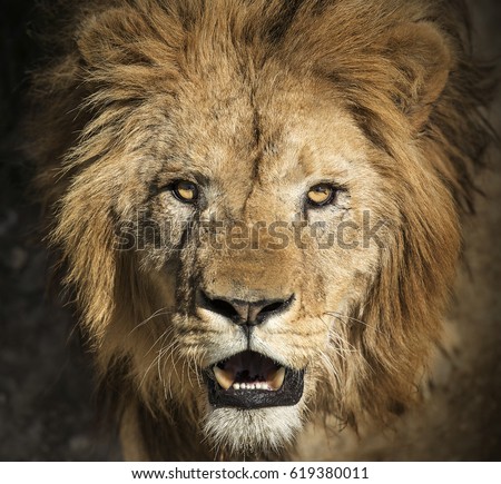 Close-up picture of a lion's head