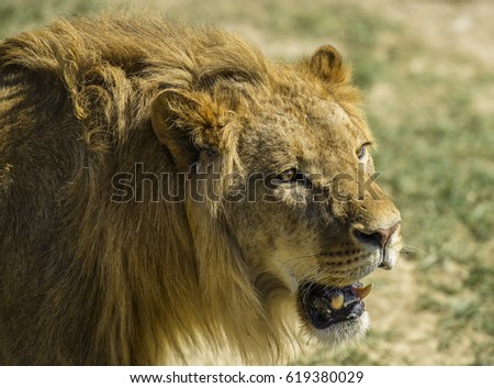  Picture of a male lion in safari park