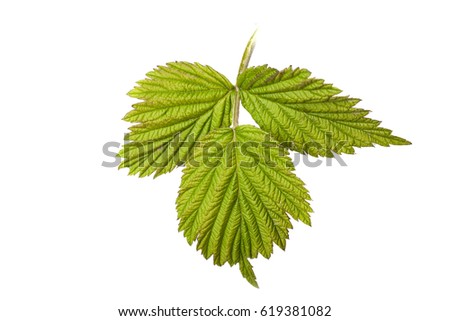 raspberry leaf isolated on a white background