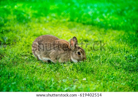 Macro shot of brown bunny eating grass in the middle of meadow in the countryside on sunny spring day on a green background. Easter is coming, cute rabbit. long ears. Looking for Easter eggs