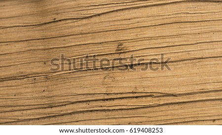 Wooden texture of the cut log
