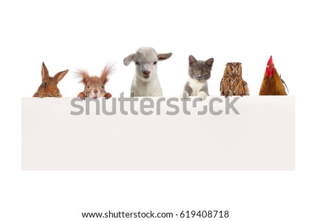 animals on a white background