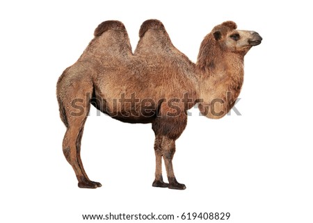 camel on a white background Royalty-Free Stock Photo #619408829