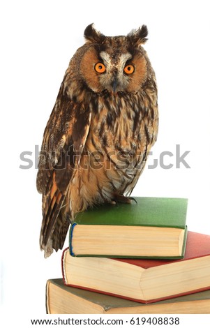 owl  on a white background 