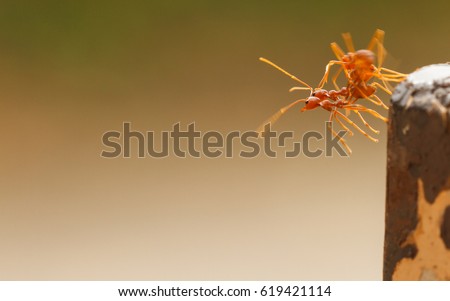 Red ant hold at cliff.