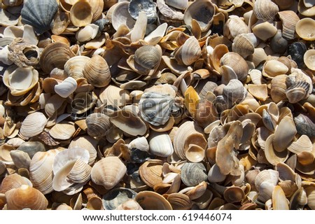 Small shells