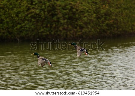 A pair of ducks flying