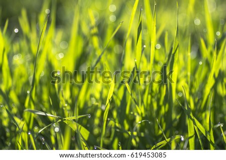 Green grass with dew drops in the early morning with a shallow depth of field. Natural composition