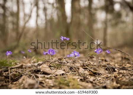Beautiful snowdrops growing in the forest. first spring flowers. Beginning of spring in a forest. Wild flowers. spring concept.
