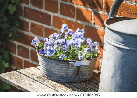 Pansy flowers in violet colors on a wooden stand in a garden in the spring