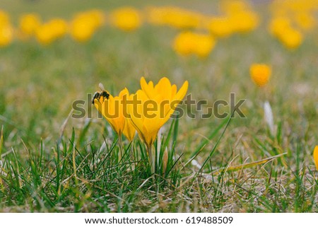 View of blooming spring flower crocus growing in wildlife and bee flying next to it. Yellow crocus growing from the grass.