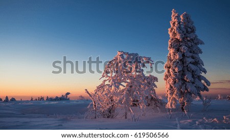 Two snow covered trees.