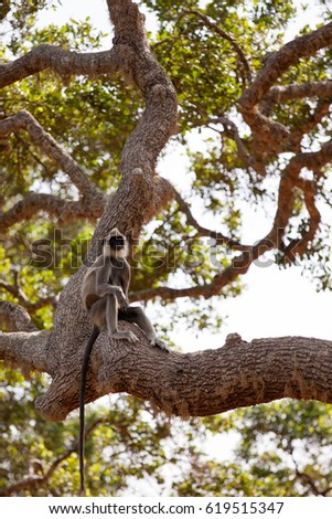 A  monkey on a tree