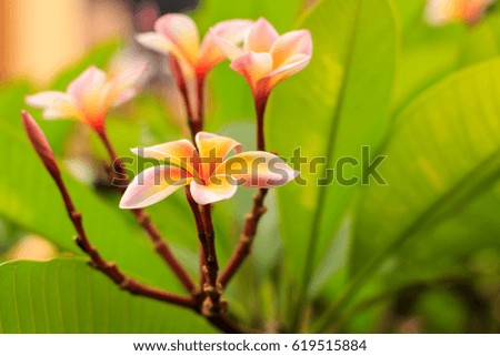 Magnolia flowers on a branch.