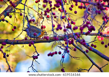 Cute bird robin. Colorful nature background
European Robin / Erithacus rubecula