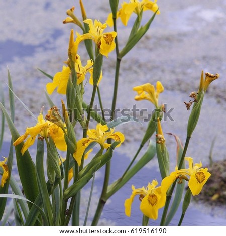 Yellow water iris