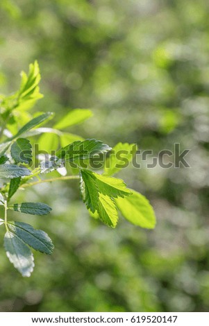 Green spring twig on green blurred background. Freshness leaves at springtime