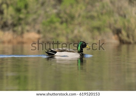Male mallard duck (anas platyrhynchos) on reflective water