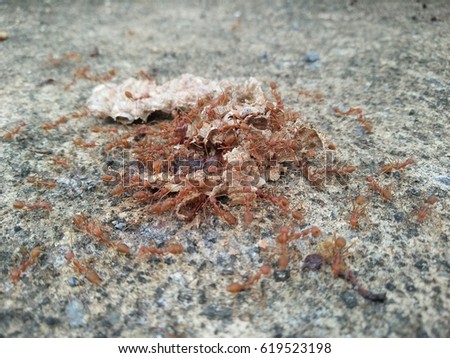 Red ants are swarming with the sweetness of honey and the larvae of bees in the honeycomb that fell on the cement floor.