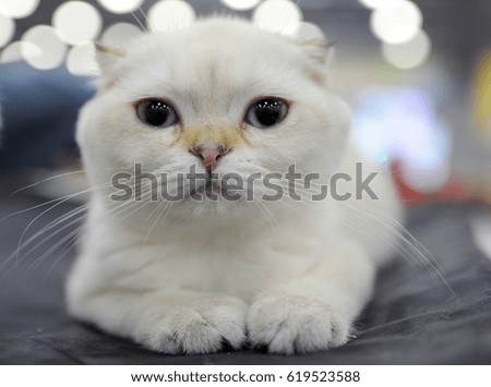 Scottish Fold at cat show in Moscow.