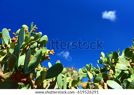 Indian fig opuntia (Cactus - cacti). Cacus, sunny day with deep blue sky and small clouds. Travel picture, trip to dry landscape.