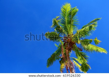 Green fresh coconut palm tree. Beautiful tropical blue sky. Picture suitable for wallpaper.