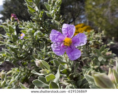 Wild flowers seen on a hiking tour Royalty-Free Stock Photo #619536869