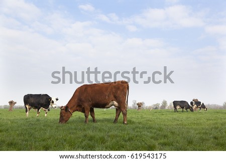 black and brown cows in dutch meadow at dutch organic farm in spring in the netherlands near utrecht