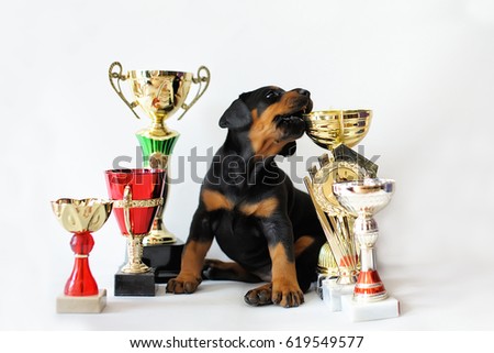 trophies, awards, victory, achievements. The dog is sitting among the shiny cups. Portrait of funny puppy doberman Royalty-Free Stock Photo #619549577