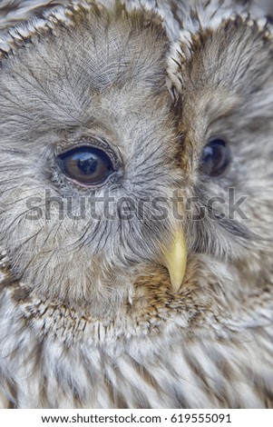 owl portrait with black background. Shallow DOF ( soft focus on the owl head )