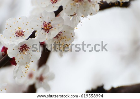 Branch of blossom tree,sakura .Wedding design