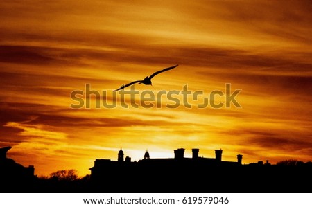 saturated picture of golden color sunset over town with one bird