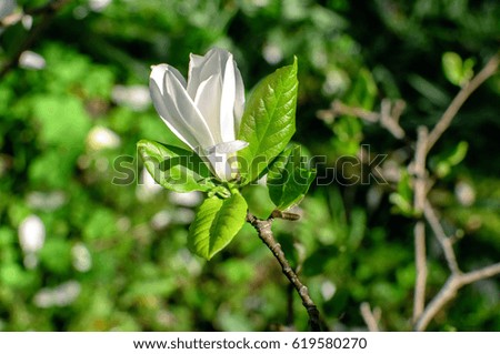 Photo of beautiful white magnolia flowers in park