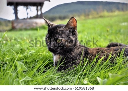Cat portrait in grass. 