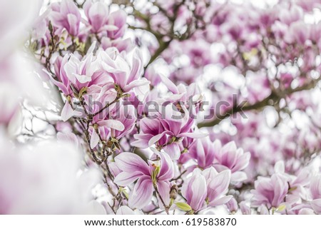 magnolia blossom - many blooms