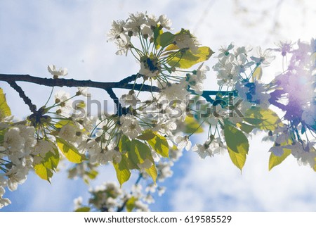 Cherry tree blossom branch, close up, with vibrant colours and sky behind. Spring picture of nature blooming.