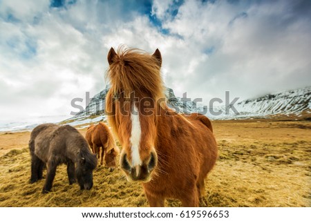 Horses in the mountains in Iceland Royalty-Free Stock Photo #619596653