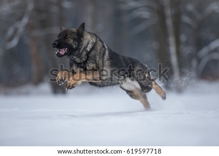 Running working line german shepherd in snow