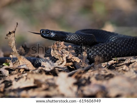 Black beautifull dangerous snake creeps at the leaves at forest view from down tongue out